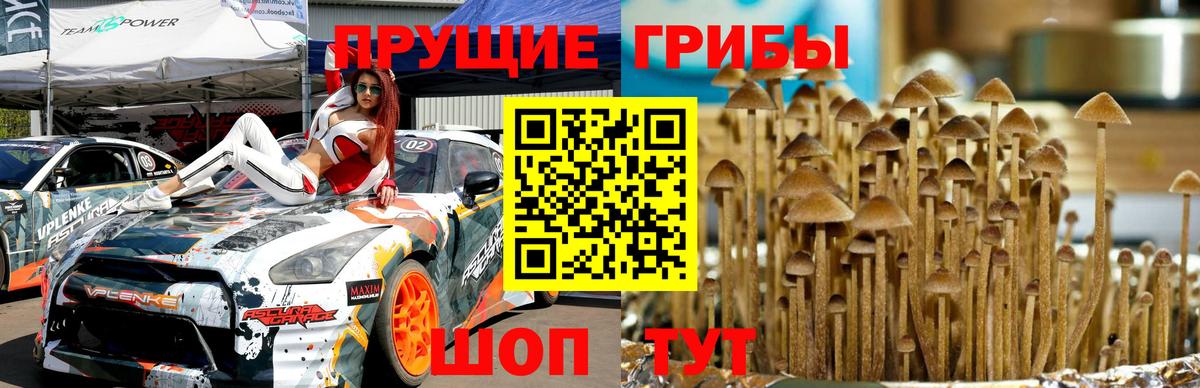 Псилоцибиновые грибы Psilocybe Вязники